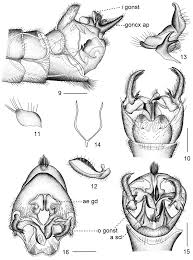 Outline the anatomy of the female reproductive system from external to internal. A New Species Of Tipulodina Diptera Tipulidae From China With Description Of The Female Internal Reproductive System
