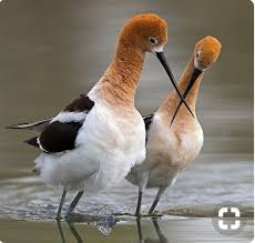 Guzel Kuslar Birds Colorful Birds Beautiful Birds