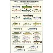 amazon com great lakes game fish poster and identification