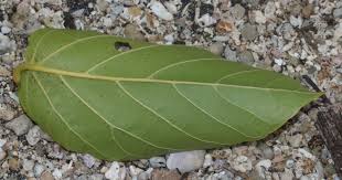 Image result for Cordia sp.A.