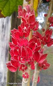 Image result for Pavonia clathrata