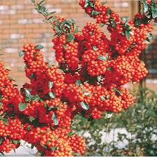 Image result for Pyracantha