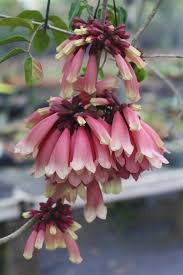 Image result for Tecomanthe dendrophila