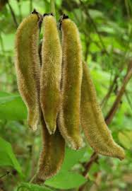 Image result for Mucuna