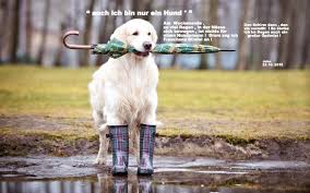 Hunde Im Regen Margots Blog