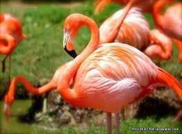 Check spelling or type a new query. 10 Spesis Burung Paling Cantik Di Dunia Sentiasa Panas