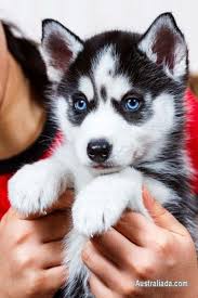 Adorable Black And White Siberian Husky Puppies Dogs Puppies For Sale In Sydney New South Wales Australiada Com Mobile 39128