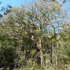 Commiphora Harveyi Bronze Paper Bark Cork Tree Rooistamkanniedood 5 M 18 S A No 27 African Tree Cork Tree Garden Trees