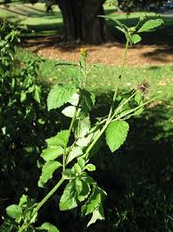 Image result for Vernonia nepetifolia