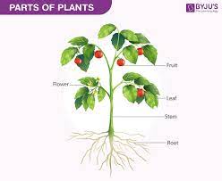 Label the simple plant anatomy diagram using the glossary of plant terms. Biology Of Plants Parts Of Plants Diagram And Functions