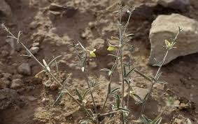 Image result for Argyrolobium rupestre