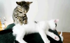 Kneading (also referred to as making biscuits or the cha cha) is an activity common to all domestic cats whereby, when in a state of ease, they alternately push out and pull in their front paws, often alternating between right and left limbs. Why Do Cats Knead Are They Angry Or Happy