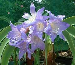 This Is A Close Look At The Rare Worsleya Procera The Fabled Blue Amaryllis Rarely Seen For Sale This Inc Bulb Flowers Lily Flower Seeds Amaryllis Bulbs