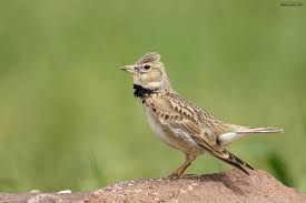 Calandra Lark Melanocorypha Calandra By Mehmet Beyhan Sahan Birds Animals National Geographic