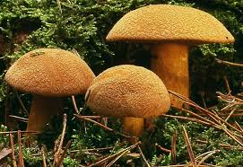 Image result for Suillus wasatchicus