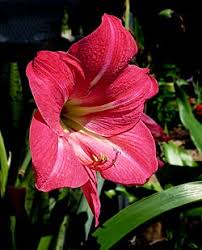 Image result for Hippeastrum sp. cultivars