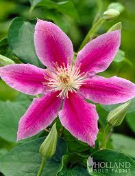 Image result for Clematis