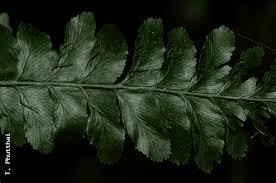 Image result for Trichomanes crispiforme