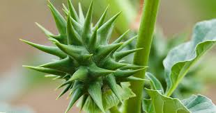 Image result for Datura ferox