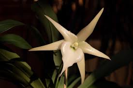 Image result for Angraecum cultriforme