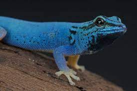 Lizards Profile Page Day Gecko Lizard Lizard Species