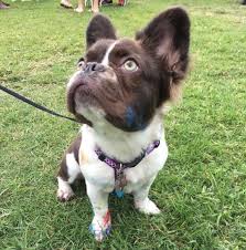 Is That An Ewok Meet The Super Rare Long Haired French Bulldog Long Haired French Bulldog Bulldog French Bulldog
