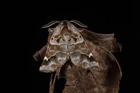 Image result for Pygaera timon