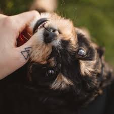 You will always have bear traits because this is the sign you are born under. Zodiac Signs That Make The Best Pet Owners Popsugar Family