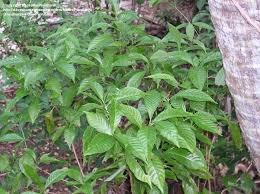 Image result for Psychotria moninensis