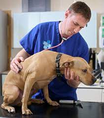 Diarrhoea In Dogs Blue Cross