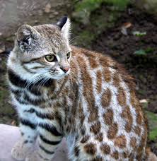 Pajeros) and pantanal cat (l. Pin On Wild Cats Of The World Great Small