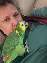 Parrot eating seasonal breakfast