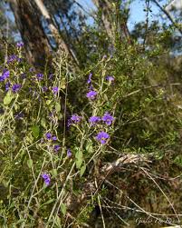 Image result for Goodeniaceae