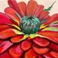 Zinnia