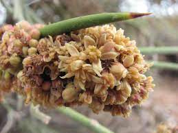 Castela Emoryi 3 Medicinal Plants Plants Botanical
