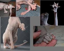 Leesha Hannigan On Twitter Cat Paw Art Cat Paw Drawing Paw Art