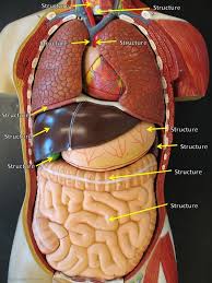 By analogy with a human torso, four of these clusters form a continuous swathe running from the left shoulder to the neck, right shoulder, and down the right flank of the torso whereas the fifth cluster forms a more discrete site toward the left flank. Torso Model Altay Pierce College Anatomy