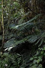 Image result for Ptisana