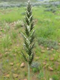 Image result for Schmidtia pappophoroides