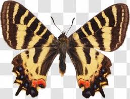 Check spelling or type a new query. Chinese Peacock Butterfly Png Images Transparent Chinese Peacock Butterfly Images