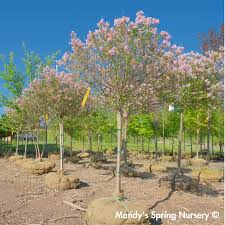 Image result for Syringa meyeri ´Palibin