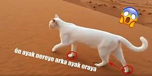 Dikkat Tuyleriniz Urperebilir Ruyada Kedi Gormek Ne Anlama Gelir Onedio Com