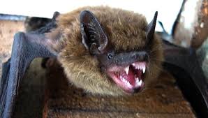 232 pest control jobs available in massachusetts on indeed.com. Security Bat Control Expert Bat Removal And Bat Specialists In Ma