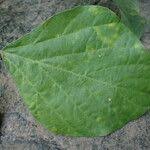 Image result for Psophocarpus scandens