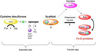 Assembly Of Fe S Proteins In Bacterial Systems Biochemistry Of The Bacterial Isc System Sciencedirect