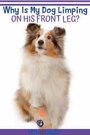 Frequently asked questions about dog limping. My Dog Limps On His Front Leg Now What Fidose Of Reality