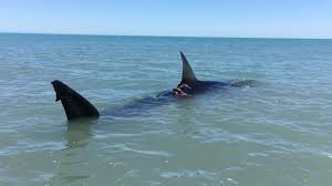Watch raw footage of the sharks. Injured Great White Shark Swims Free After Mishap In Shallow Water Video Sharks Earth Touch News