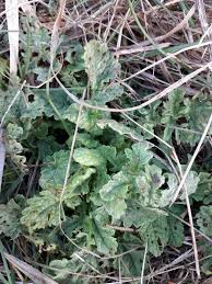 Image result for Senecio strictifolius