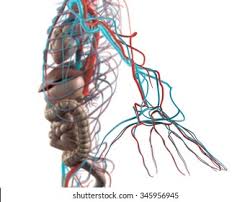 Choose from a wide range of similar scenes. Human Anatomy Side View Abdomen Organs Stock Illustration 345956945