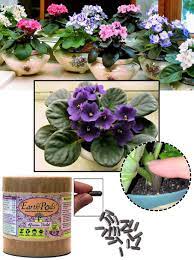 Easy to grow houseplants for your collection. Earthpods African Violet Organic Plant Food Capsules Earthworm Technologies Earthworm Technologies